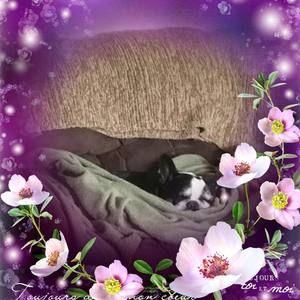 Meet your Posher, Pam